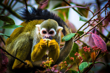 Squirrel Monkey