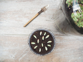 Wooden table with small cuttings and leaves from a succulent Sedum rubrotinctum rosea in a small pot in order to propagate