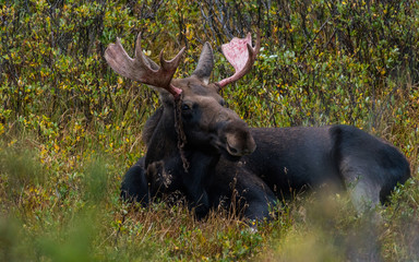 A Large Adult Bull Moose in Colorado