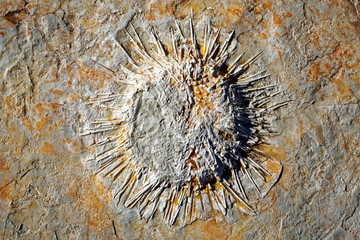 Sea urchin in Praia Jurassica