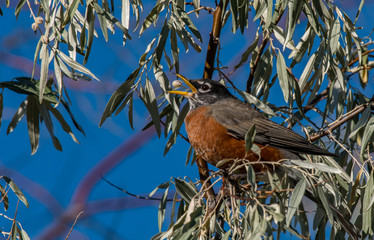 An American Robin Tosses and Catches Its food