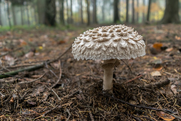 Parasol mushroom ( Macrolepiota procera or Lepiota procera) Is edible and delicious mushroom