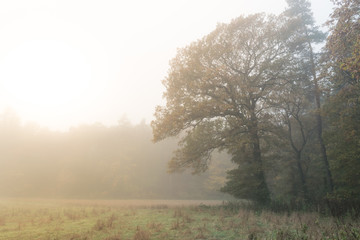 Obraz na płótnie Canvas Morning fog over the meadow and forest edge
