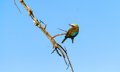 Lilac-breasted roller on the branch. Serengeti, Tanzania, Africa	
