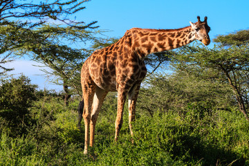 Giraffe at the acacia bush. Tanzania, Africa