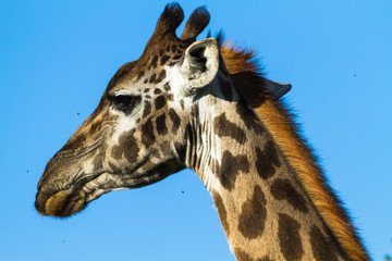 Head of big giraffe. Serengeti, Tanzania