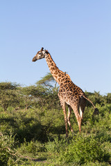 Obraz premium Very high maasai giraffe in the full growth. Tanzania, Serengeti, Africa
