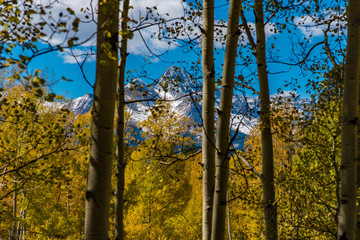 Mountain View Through Aspens in Colorado