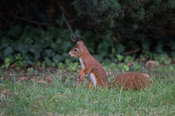 Squirrel