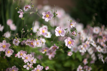 Rosa Anemonen