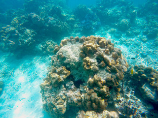 Naklejka na ściany i meble The abundant of shallow coral reefs in the Southern of Thailand, where is home to many small colorful fishes and marine animals.
