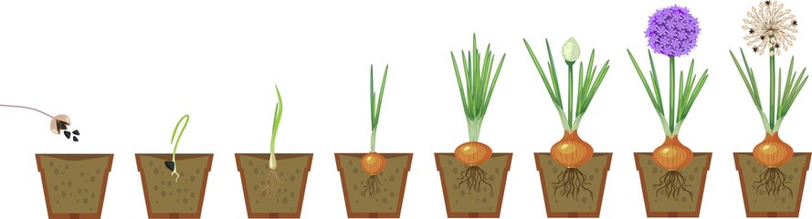 Onion growth stages from seeding to flowering and fruit-bearing plant. Growing green onions in pot