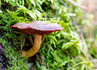 Mushrooms in the pine forest.