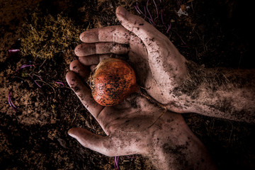 Ernte Gelbe Beete mit Hand und Erde