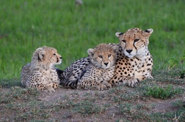 Kenya, wild cheetah (guépard) with babies, Masaï Mara reserve