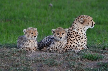 Cheetah mom and her 2 cubs (Maman guépard et ses 2 petits) Masaï Mara parc, Kenya, africa