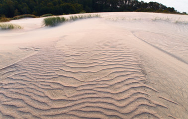 Grey dunes in the fall time. Curonian Spit, Lithuania.