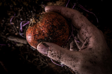 Ernte Gelbe Beete mit Hand und Erde
