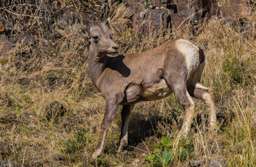 A Juvenile Bighorn Sheep on a Mountainside