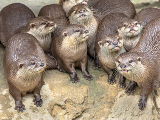 Naklejka premium Funny Group of small otters