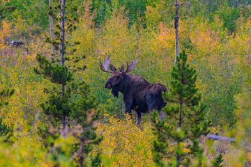 A Bull Moose among Autumn Foliage