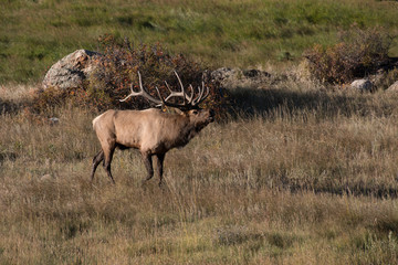 Bull Elk During the Fall Rut in Colorado