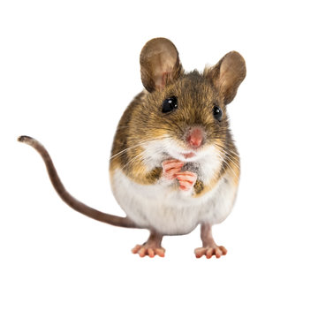 Begging Field Mouse on white background