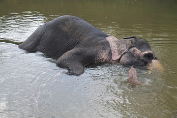 elephant taking a bath sri lanka
