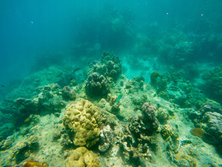 Fototapeta na wymiar The abundant of shallow coral reefs in the Southern of Thailand, where is home to many small colorful fishes and marine animals.