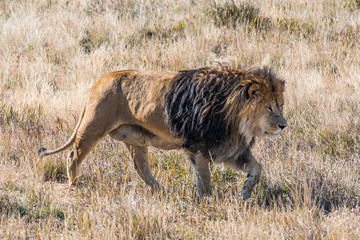 a Male African Lion Strolling Along