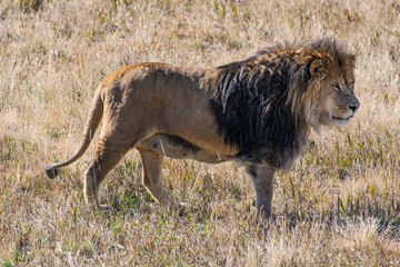 A Male African Lion Standing Tall