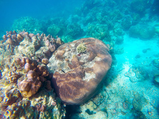 The abundant of shallow coral reefs in the Southern of Thailand, where is home to many small colorful fishes and marine animals.