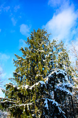 Fir tree covered with the snow