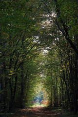 Allée forestière dans la parc régional naturel du Gâtinais français
