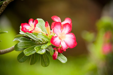 Desert Rose or Impala Lily in Park