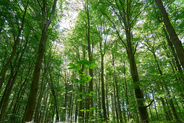 Fototapeta na wymiar Blick in den lichtdurchfluteten grün belaubten Wald