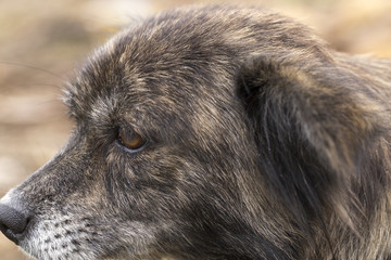 Closeup of a dog.
