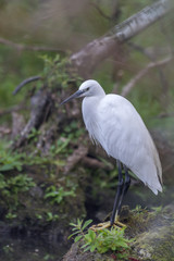 Little egret