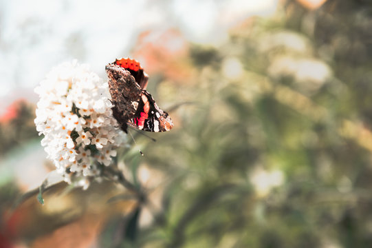 Vanessa atalanta, red admiral butterfly on flower close up photo