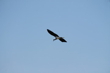 black stork