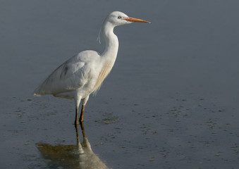 Great Egret