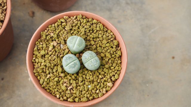 tiny cute Lithop in pot cover with brown stone with copy space in concept minimal , cactus and succulent   
