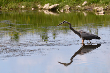 Fototapeta premium Heron