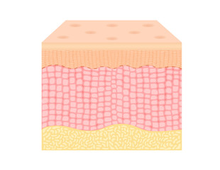 skin background vector , cell anatomy and blood