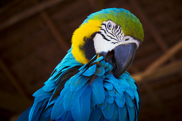 Guacamaya en Amazonas © linnarar