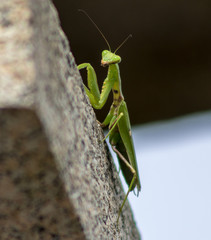 Mantis