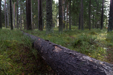 Tree trunk