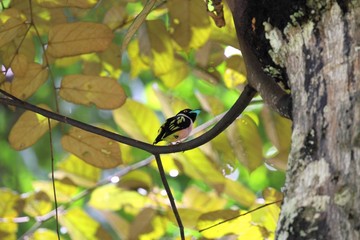 Black-and-yellow Broadbill (Eurylaimus ochromalus) in Borneo, Malaysia - クビワヒロハシ
