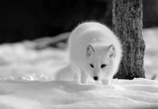 Arctic Fox