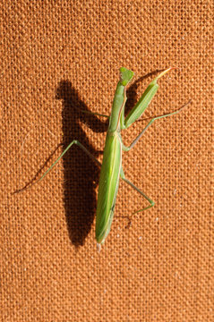 Mantide Religiosa
